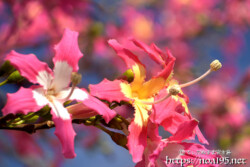 華やかなトックリキワタの花