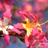 華やかなトックリキワタの花