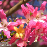 華やかなトックリキワタの花