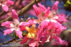 華やかなトックリキワタの花