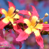 ピンクと黄色の2色使いが華やかな花-トックリキワタ