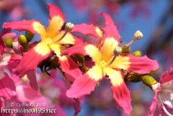 ピンクと黄色の2色使いが華やかな花-トックリキワタ