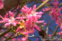 青空に映えるピンクの花-トックリキワタ