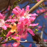 青空に映えるピンクの花-トックリキワタ