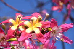 2色使いの華やかな花-トックリキワタ