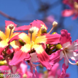 2色使いの華やかな花-トックリキワタ