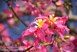 鮮やかなピンクと黄色が目を惹く花-トックリキワタ