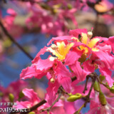 鮮やかなピンクと黄色が目を惹く花-トックリキワタ