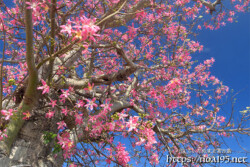 青空に映えるピンクの花-トックリキワタ