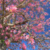 青空に映えるピンクの花-トックリキワタ