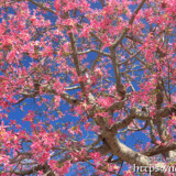 青空に散りばめられたピンクの花-トックリキワタ