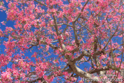 青空に散りばめられたピンクの花-トックリキワタ