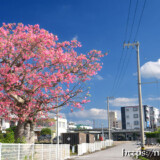 満開の桜のようなトックリキワタの大木-旧水道庁舎