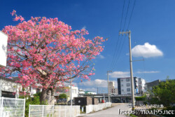 満開の桜のようなトックリキワタの大木-旧水道庁舎