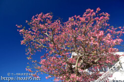 青空に枝を広げるトックリキワタの大木-旧水道庁舎