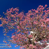 青空に枝を広げるトックリキワタの大木-旧水道庁舎