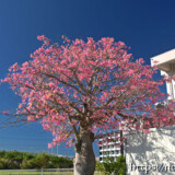 満開のトックリキワタ-旧水道庁舎