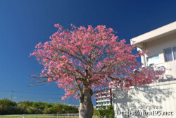 満開のトックリキワタ-旧水道庁舎