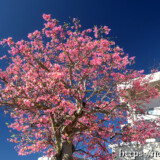 満開の桜のようなトックリキワタの大木-旧水道庁舎