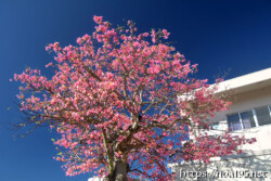 満開の桜のようなトックリキワタの大木-旧水道庁舎