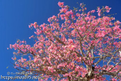 青空に映える満開のピンクの花-トックリキワタ