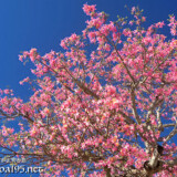 青空に映える満開のピンクの花-トックリキワタ