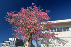 満開の桜のようなトックリキワタの大木-旧水道庁舎