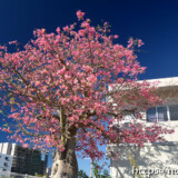 満開の桜のようなトックリキワタの大木-旧水道庁舎