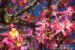 満開のトックリキワタ-旧水道庁舎