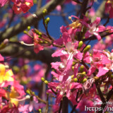 満開のトックリキワタ-旧水道庁舎