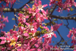南国風の可愛い花-トックリキワタ