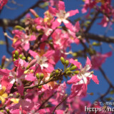 南国風の可愛い花-トックリキワタ