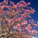 青空に枝を広げるトックリキワタの大木-旧水道庁舎