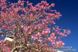 青空に枝を広げるトックリキワタの大木-旧水道庁舎