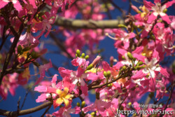 満開のトックリキワタ-旧水道庁舎