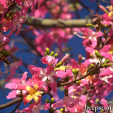 満開のトックリキワタ-旧水道庁舎