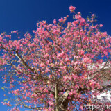 青空に映える満開のピンクの花-トックリキワタ