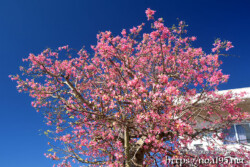 青空に映える満開のピンクの花-トックリキワタ