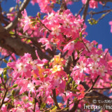 満開のトックリキワタ-旧水道庁舎