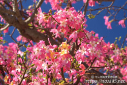 満開のトックリキワタ-旧水道庁舎