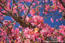 満開のトックリキワタ-旧水道庁舎