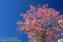 青空に映える満開の桜のような大木-トックリキワタ