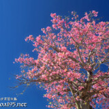 青空に映える満開の桜のような大木-トックリキワタ