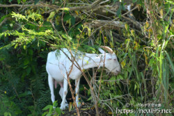 小屋を抜け出して外食中のヤギ