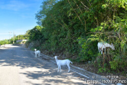 集団で脱走中のヤギ