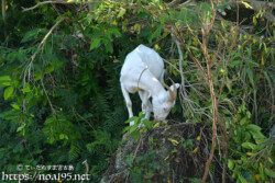 小屋を抜け出して外食中のヤギ
