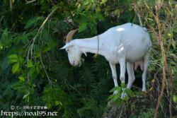 小屋を抜け出したヤギ
