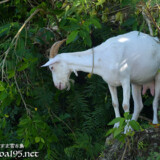 小屋を抜け出したヤギ