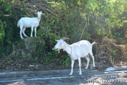 小屋を抜け出して外食中のヤギ