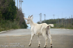 小屋を抜け出して道路を歩くヤギ